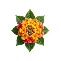 Lantana | Desert Flowers Names