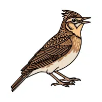 Lark
