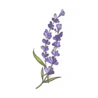 Lavender | Garden Plants Names