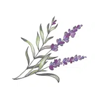 Lavender | Garden Flowers Names