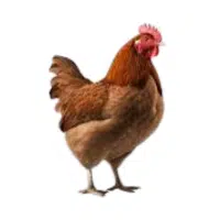 Layer | Farm Birds Names