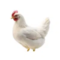 Leghorn | Farm Birds Names