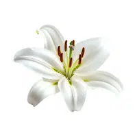 Lily | Water Flowers Names