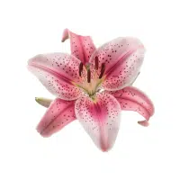 Lily | Garden Flowers Names