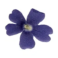 Lobelia | Spring Flowers Names
