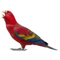 Lory | Zoo Birds Names