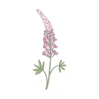 Lupine | Spring Flowers Names