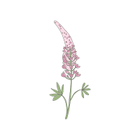 Lupine | Wild Plants Names