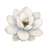 Magnolia | Tropical Flowers Names