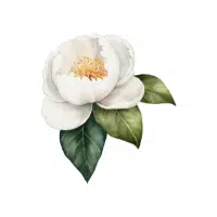 Magnolia | Garden Flowers Names