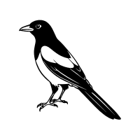Magpie | Mountain Birds Names