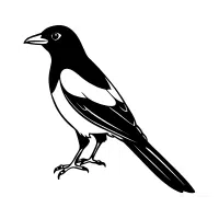 Magpie | Zoo Birds Names