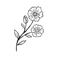 Mallow | Desert Flowers Names