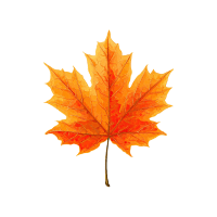 Maple | Wild Plants Names