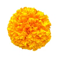 Marigold | Water Flowers Names