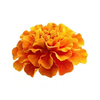 Marigold | Garden Plants Names