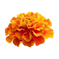 Marigold | Tropical Flowers Names