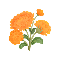 Marigold | Desert Plants Names