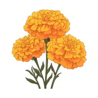 Marigold | Garden Flowers Names