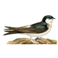 Martin | Mountain Birds Names