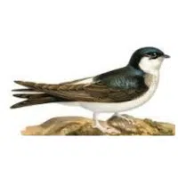 Martin | Mountain Birds Names