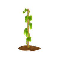 Mesquite | Desert Plants Names