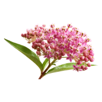 Milkweed | Wild Plants Names