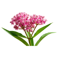 Milkweed | Desert Plants Names
