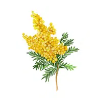 Mimosa | Desert Flowers Names