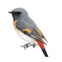Minivet | Forest Birds Names