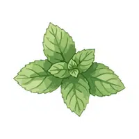 Mint | Water Flowers Names