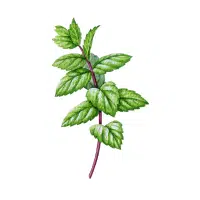 Mint | Garden Plants Names