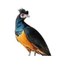 Monal | Mountain Birds Names