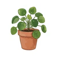 Money Plant | Garden Plants Names