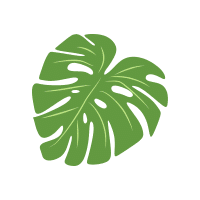 Monstera | Tropical Plants Names