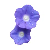 Morning Glory | Garden Flowers Names
