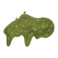 Moss | Wild Plants Names