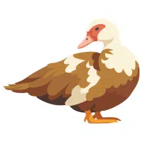 Muscovy | Farm Birds Names