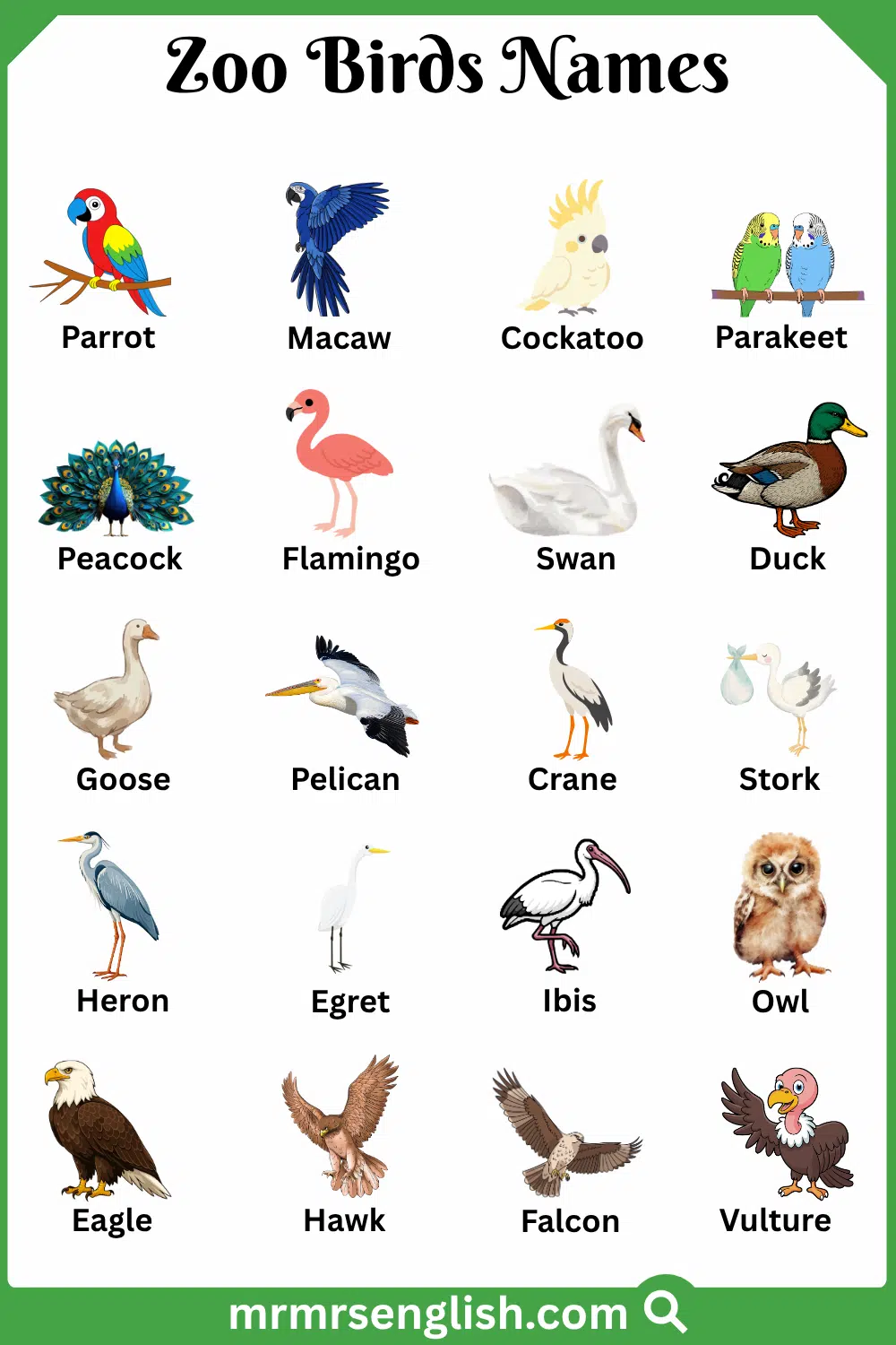 Names of Zoo Birds in English with Pictures
