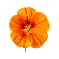 Nasturtium | Garden Flowers Names
