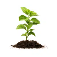 Neem | Garden Plants Names