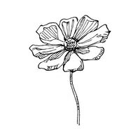 Nerium | Desert Flowers Names