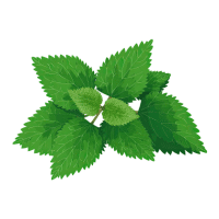 Nettle | Wild Plants Names
