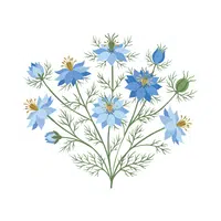 Nigella | Spring Flowers Names