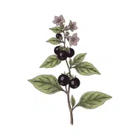 Nightshade | Desert Flowers Names