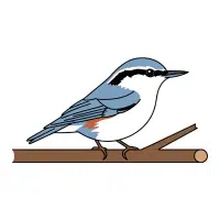 Nuthatch | Forest Birds Names