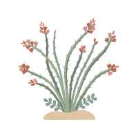 Ocotillo | Desert Plants Names