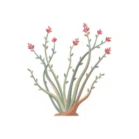 Ocotillo | Desert Flowers Names
