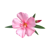 Oleander | Tropical Flowers Names