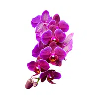 Orchid | Water Flowers Names